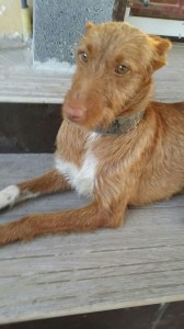 LOTUS - podenco 2 ans  - Asso Levriers du Sud - en fa (31) IMG-20140812-WA0003-168x300