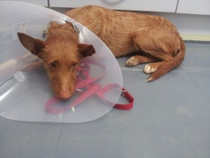 LOTUS - podenco 2 ans  - Asso Levriers du Sud - en fa (31) IMG-20140813-WA0003-300x225