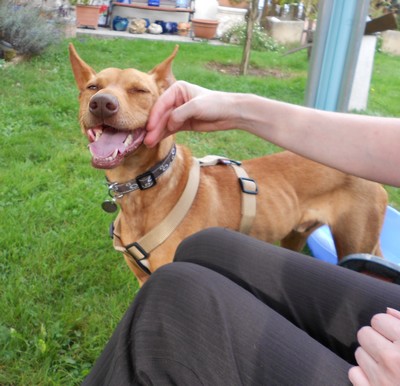 PEDRIN - podenco 6 ans - Asso Levriers du Sud - fa (33) PEDRIN-podenco-LDS-30.09.2014-8