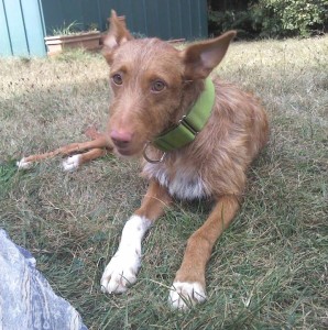 LOTUS - podenco 2 ans  - Asso Levriers du Sud - en fa (31) Lotus-f-298x300