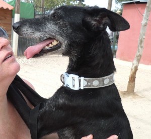 MOIRA - galgo 10 ans -(fa ou adoptants pour cette mamie) Asso Levriers du Sud  - Espagne Mora-3-300x277