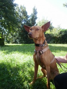 PEDRIN - podenco 6 ans - Asso Levriers du Sud - fa (33) Pedrin6-225x300