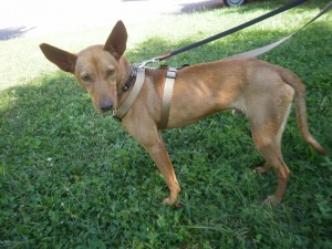 PEDRIN - podenco 6 ans - Asso Levriers du Sud - fa (33) Pedrin7-300x225