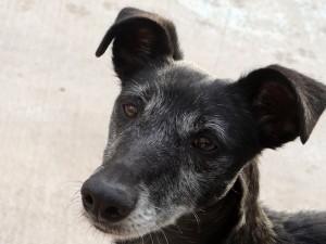 MOIRA - galgo 10 ans -(fa ou adoptants pour cette mamie) Asso Levriers du Sud  - Espagne DSC07988-300x225