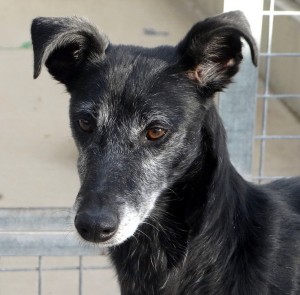 MOIRA - galgo 10 ans -(fa ou adoptants pour cette mamie) Asso Levriers du Sud  - Espagne DSC07993-300x295