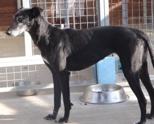 MOIRA - galgo 10 ans -(fa ou adoptants pour cette mamie) Asso Levriers du Sud  - Espagne DSC08410-300x242