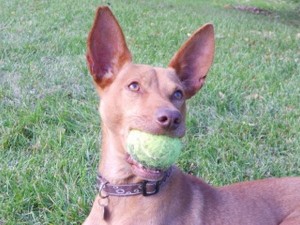 PEDRIN - podenco 6 ans - Asso Levriers du Sud - fa (33) PEDRINpodencoLDS061120146-300x225