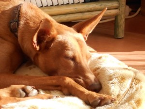 PEDRIN - podenco 6 ans - Asso Levriers du Sud - fa (33) PEDRINpodencoLDS171120147-300x225