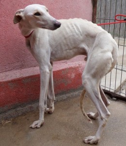 EMIR - galgo 2 ans - Asso Levriers du Sud - Espagne  EMIR-260x300