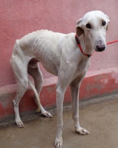 EMIR - galgo 2 ans - Asso Levriers du Sud - Espagne  EMIR-4-241x300