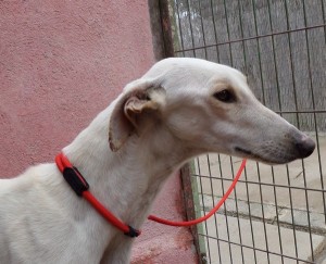 EMIR - galgo 2 ans - Asso Levriers du Sud - Espagne  EMIR-7-300x243