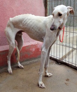 EMIR - galgo 2 ans - Asso Levriers du Sud - Espagne  EMIR-8-250x300