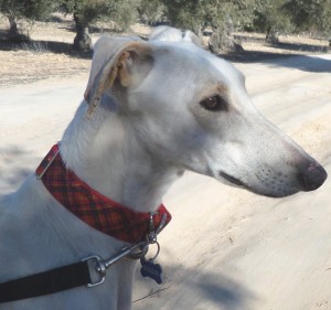 EMIR - galgo 2 ans - Asso Levriers du Sud - Espagne  Emir-guapo-567-300x281