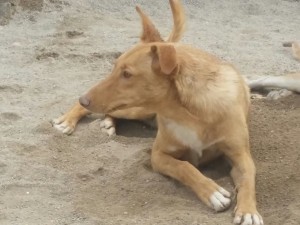 SAMBO - podenco 3 ans  - Asso Levriers du Sud - Espagne  IMG-20150503-WA0002-300x225