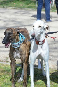 EMIR - galgo 2 ans - Asso Levriers du Sud - Espagne  Emir-fa--199x300