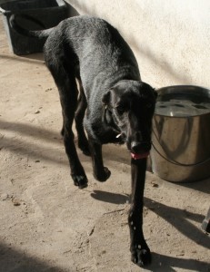 ANGIE - galgo 1 an - Asso Levriers du Sud - Espagne  IMG_6694-231x300