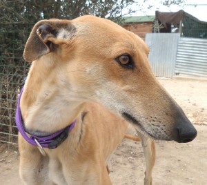 MAJONDA - galgo 2 ans - Asso Levriers du Sud - Espagne MAJONDA-7109-300x268