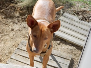 PEDRIN - podenco 6 ans - Asso Levriers du Sud - fa (33) Pedrin-h-300x225