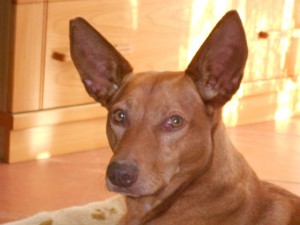 PEDRIN - podenco 6 ans - Asso Levriers du Sud - fa (33) Pedrin-j-300x225