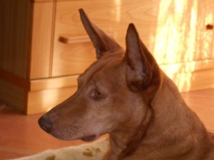 PEDRIN - podenco 6 ans - Asso Levriers du Sud - fa (33) Pedrin-v-300x225