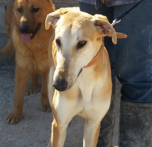 BONES - galgo 2 ans -Asso Levriers du Sud - Espagne  Bonnes6-300x291