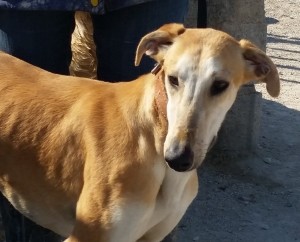 BONES - galgo 2 ans -Asso Levriers du Sud - Espagne  Bonnes7-300x242