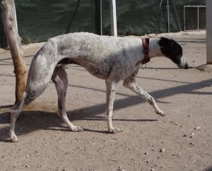 CANUTO - galgo 1 an - Asso Levriers du Sud - Espagne  DSC09324-300x242