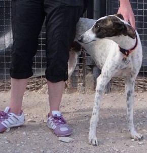 CANUTO - galgo 1 an - Asso Levriers du Sud - Espagne  DSC09342-290x300