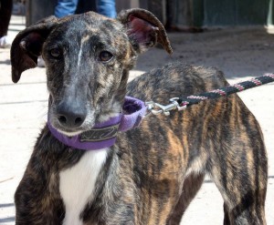 PALMA - galgo 4 ans - Asso Levriers du Sud - Espagne  Palma20-300x247