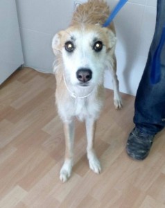 ELIA - x galgo 4 ans - Asso Levriers du Sud -  en fa (02) 11422194_1459180814380352_2146291310_o-238x300