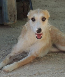 ELIA - x galgo 4 ans - Asso Levriers du Sud -  en fa (02) 210-252x300