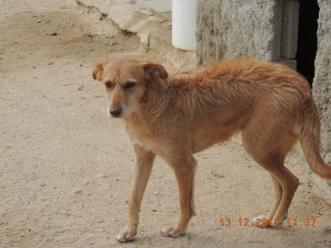 CHAVELA - podenco 4 ans - urgent accueil France  deprime complètement - Asso Levriers du Sud - Espagne  Chaveka6-300x225