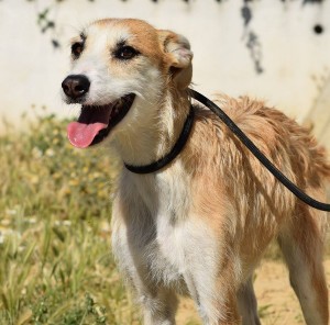 ELIA - x galgo 4 ans - Asso Levriers du Sud -  en fa (02) Elia-c-300x296