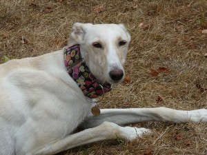 FIONA - galgo 2 ans - Asso Levriers du Sud - fa (18) Fiona-300x225