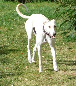 FIONA - galgo 2 ans - Asso Levriers du Sud - fa (18) Fiona-66-264x300