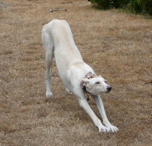 FIONA - galgo 2 ans - Asso Levriers du Sud - fa (18) Fiona-c-300x290