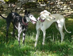 FIONA - galgo 2 ans - Asso Levriers du Sud - fa (18) Fiona-vv-300x230