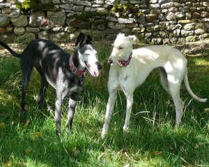 FIONA - galgo 2 ans - Asso Levriers du Sud - fa (18) Fiona-vv3-300x239