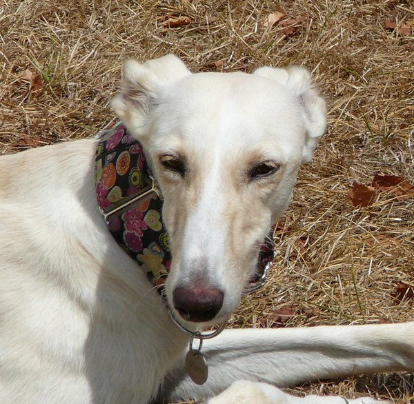 FIONA - galgo 2 ans - Asso Levriers du Sud - fa (18) Fiona5