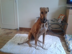 LEOo - galgo 6 ans - Asso Levriers du Sud - fa (34) Leo-ga-300x225