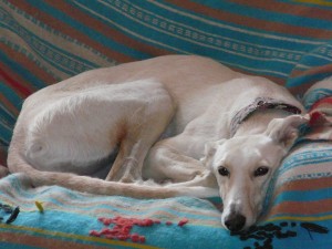 FIONA - galgo 2 ans - Asso Levriers du Sud - fa (18) Fiona-6-300x225