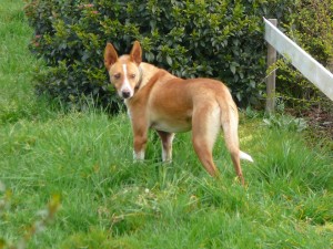 DEEJAY - podenco 4 ans -Asso Levriers du Sud - en FA dpt 13 Deejay-3-300x225