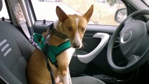 DEEJAY - podenco 4 ans -Asso Levriers du Sud - en FA dpt 13 Deejay-fa-300x169