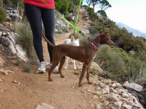 Urgent - LENKA - podenco 1 an - Asso Levriers du Sud -   en fa (53) Lenka-i-300x225