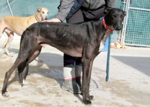 HOLLIN - galgo 5 ans - Asso Levriers du Sud - en fa (13) Hollin-b-300x214