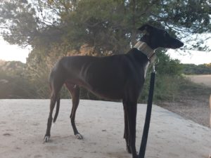 HOLLIN - galgo 5 ans - Asso Levriers du Sud - en fa (13) Hollin-t-300x225