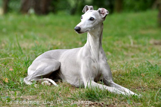 Whippet 24072013_104%20copie