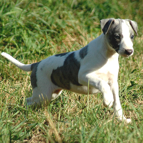 Catalogue Et Horaires De L'Animalerie " Les Copains De Niji" Chiot-chasseur