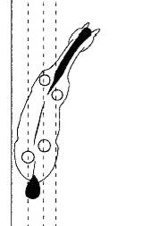 Durch´s Genick gehen verhindern - Seite 2 Dressage_shoulder_in