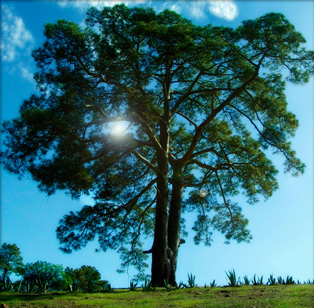 Leyendas de Árboles Malditos Arbol-casandra